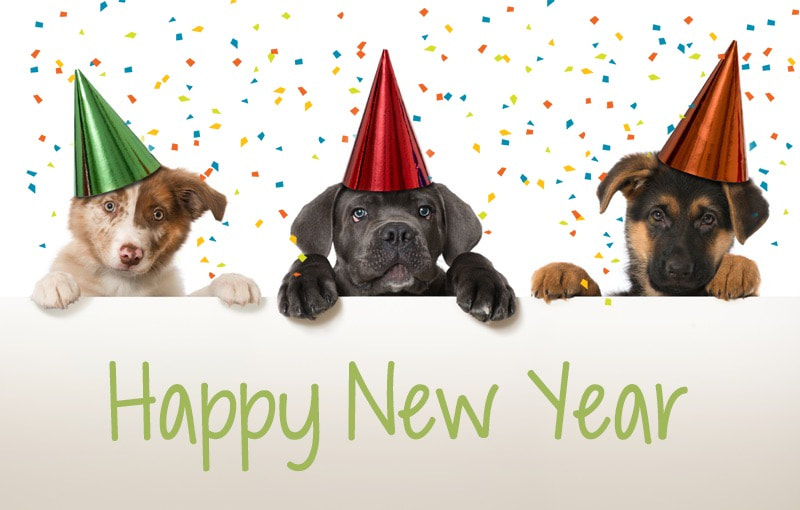 We Dogs Are Covering All New Years Greetings and Felicitations For 2020